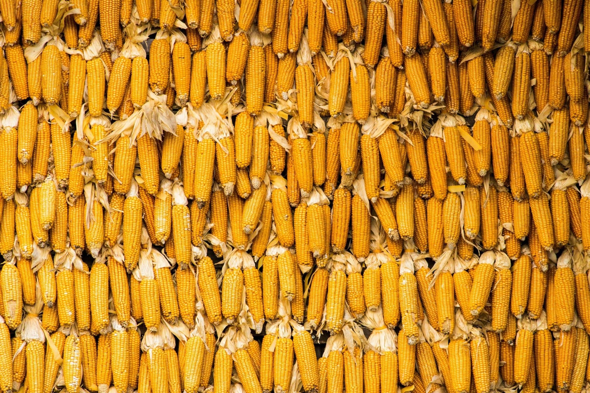 USDA не змінило прогноз експорту української кукурудзи у 2026/2027 МР